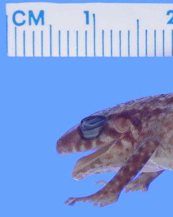 Media type: image; Herpetology A-43200